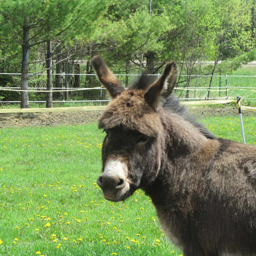 animals_donkey